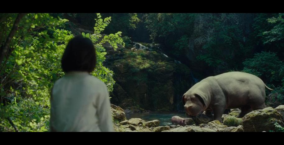 玉子变异猪,玉子金猪