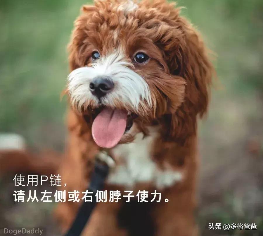 怎么纠正狗狗爆冲咬人,狗狗爆冲一定要用p链吗