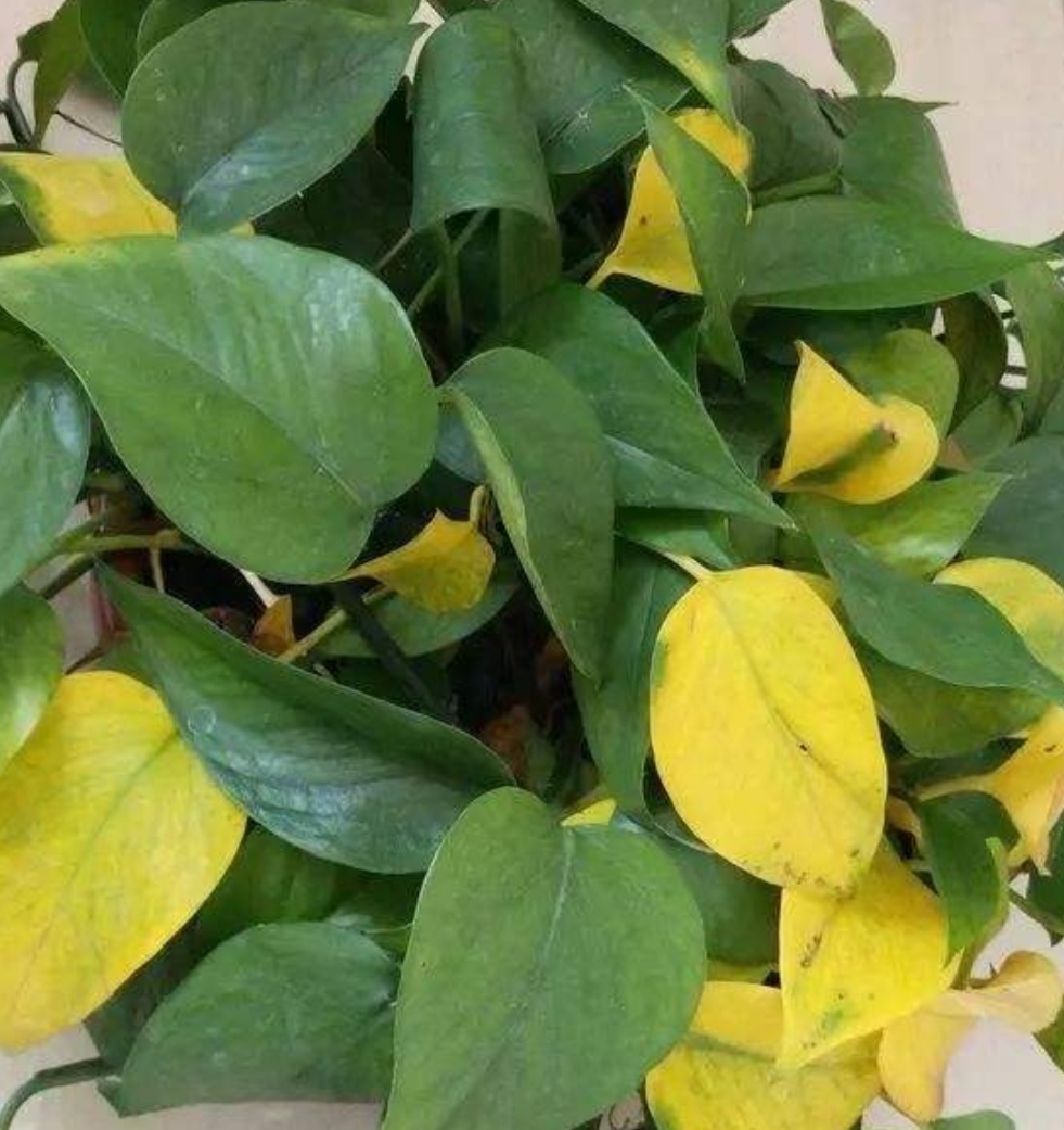 绿萝剪枝不长叶子怎么办,绿萝不打理怎么养