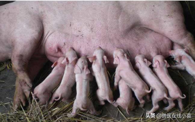 母猪产程延长的后遗症,母猪产程过长的原因及预防措施