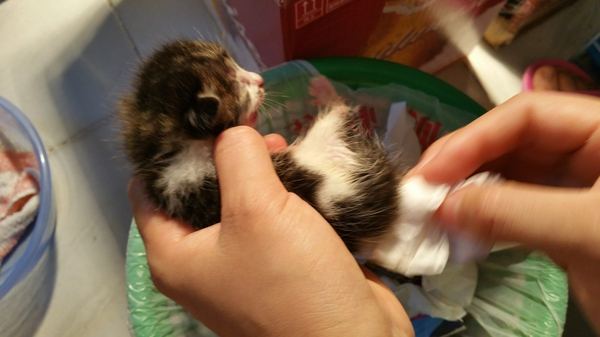 捡到流浪小奶狗怎么养,捡到小流浪猫带回家怎么养