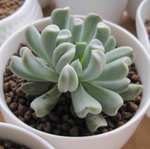 多肉植物特玉莲怎么养,多肉玉缀徒长了怎么办