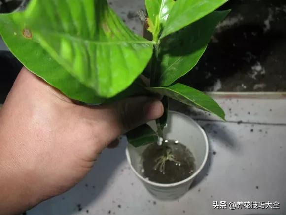 1个塑料瓶，繁殖出10盆栀子花，成活率高，新手也能玩