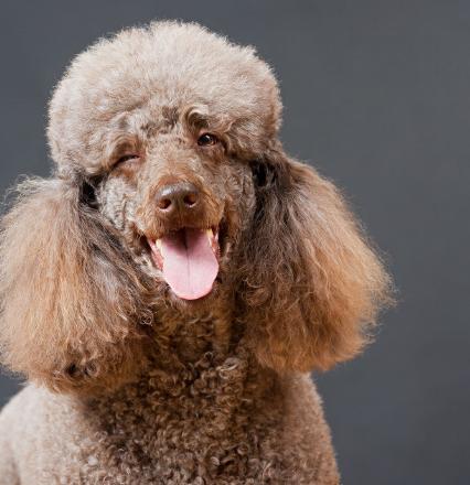 贵宾犬生产注意事项,贵宾犬注意事项