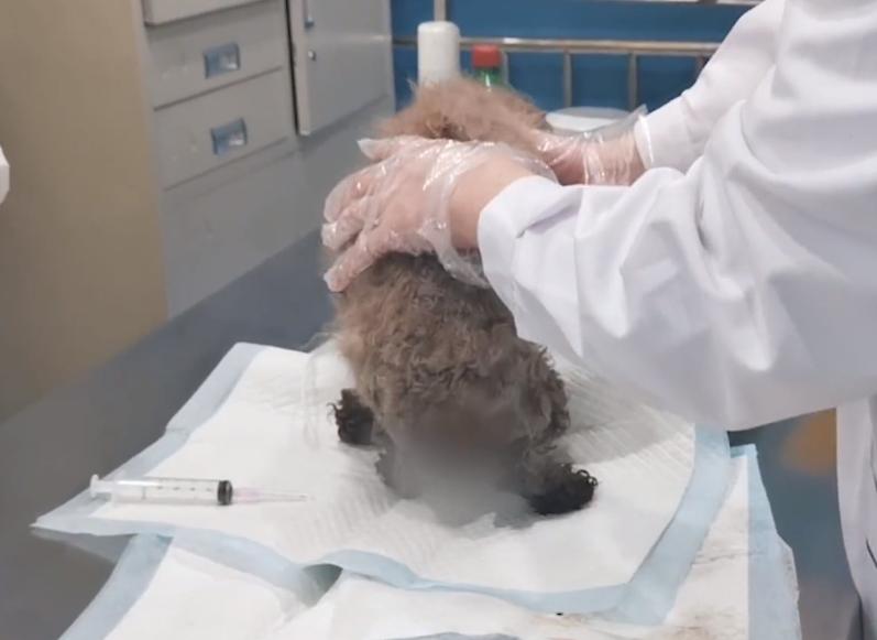 狗狗难产需注意什么,狗狗也会难产吗