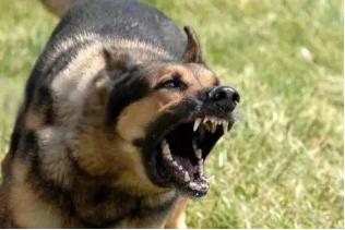 孩子被狗咬如何处置,孩子被狗咬的科普常识