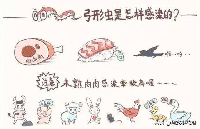 和猫睡感染弓形虫是什么样子的,猫弓形虫是怎么传染给人的