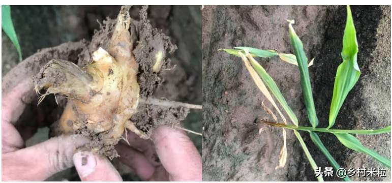 姜治烂脖子偏方,大姜烂脖子的防治方法