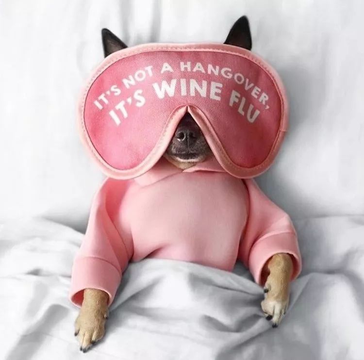 宠物比人吃得好,宠物比人金贵系列