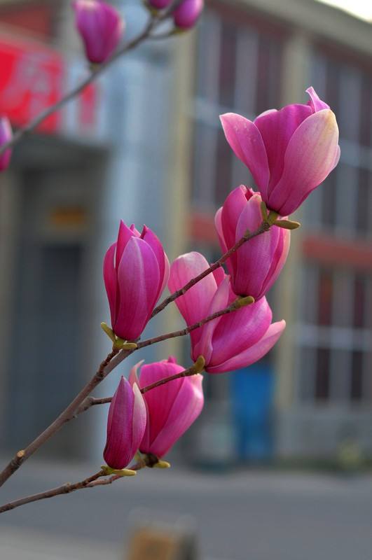 对玉兰花的赞美,我最喜欢的玉兰花