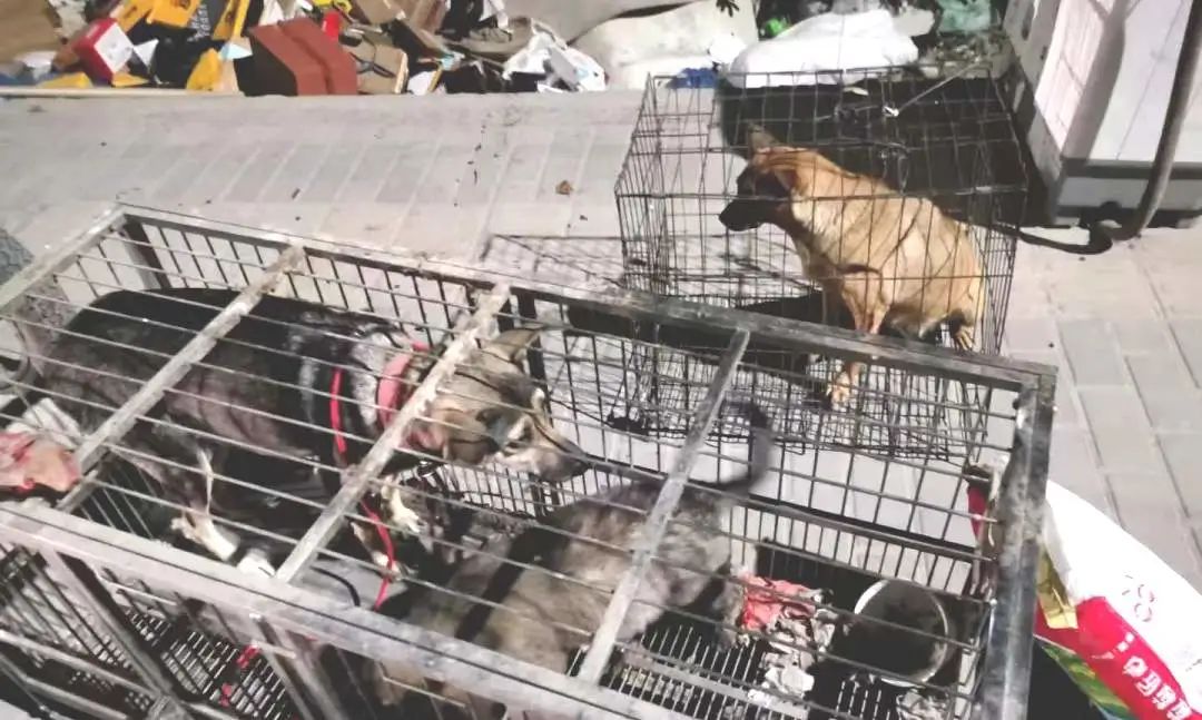 去非法屠宰场杀猪被抓,非法屠宰鸡鸭怎么处罚