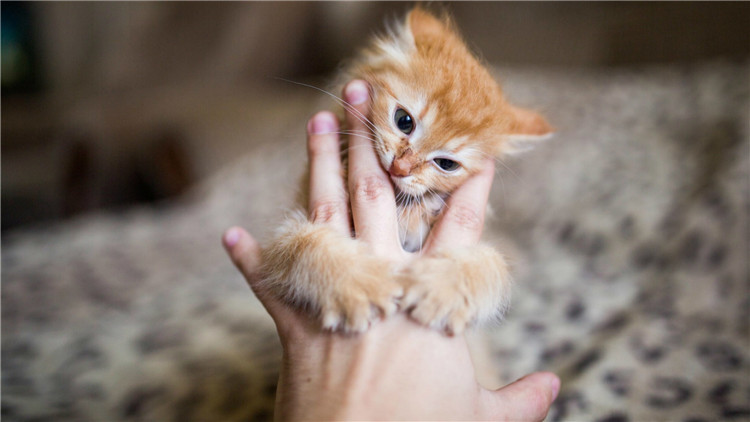 如何从猫咪的叫声中听懂信息,解读猫咪的各种叫声