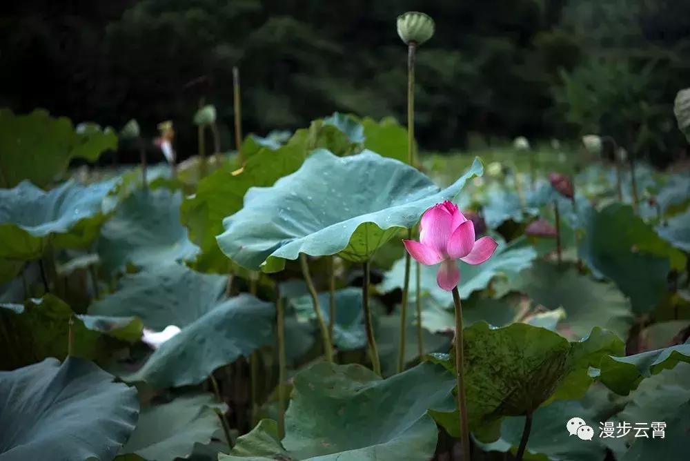 山海闽西南|乐吃、乐游、乐开怀！带上这份攻略，玩转云霄白石村~