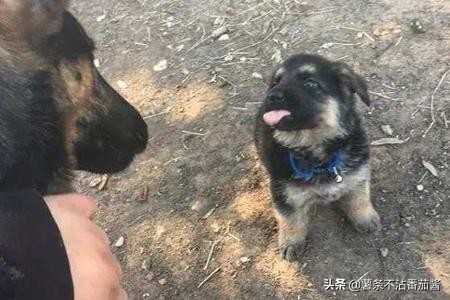 高颜值肌肉奶狗,什么样的小奶狗最可爱