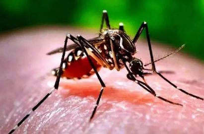 家里窗户都关着蚊子怎么进来的,家里关着纱窗为什么还有蚊子