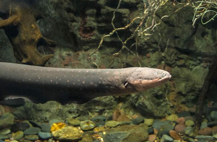 电鳗为什么发电快,电鳗为什么会发电简单的回答