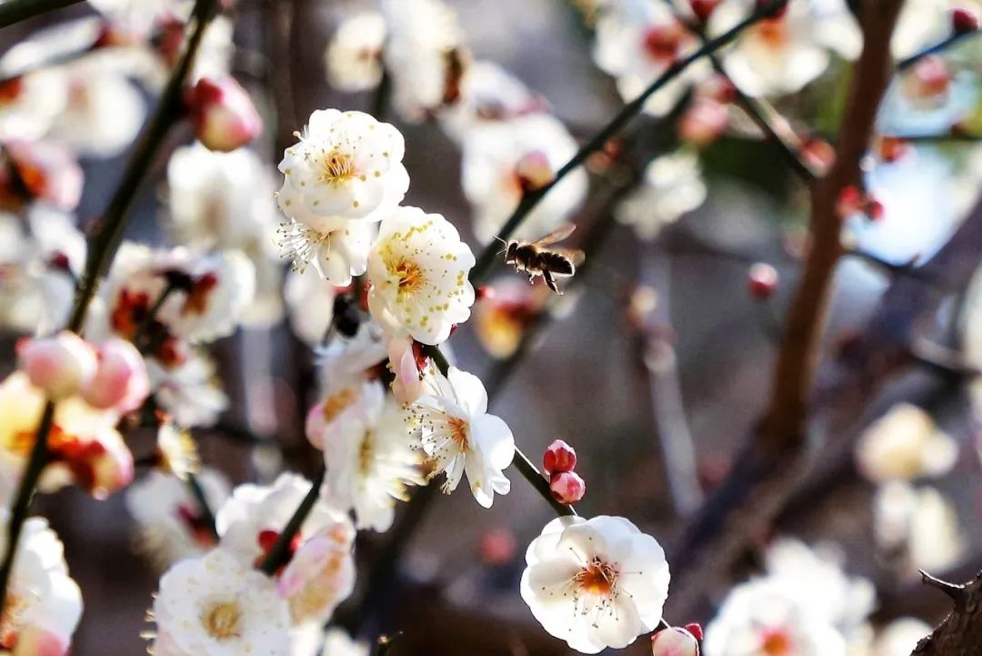 春天里最美的花儿，语文课本上的天下第一……一定要带孩子来