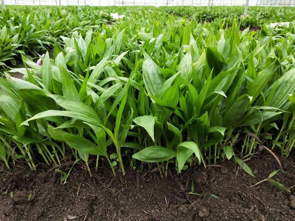 农民创业需要注意哪些套路,农民创业一定要注意哪些套路