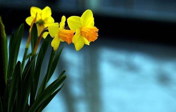 水仙花该怎么养？买回的种球跟着4步走，秋天种植冬天开花