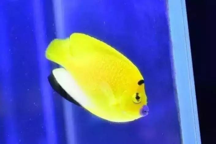 fot海水观赏鱼,fot鱼品种