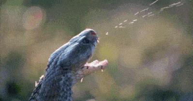 为何蛇类不怕雄黄粉了？蛇最怕什么？这就来解释原因