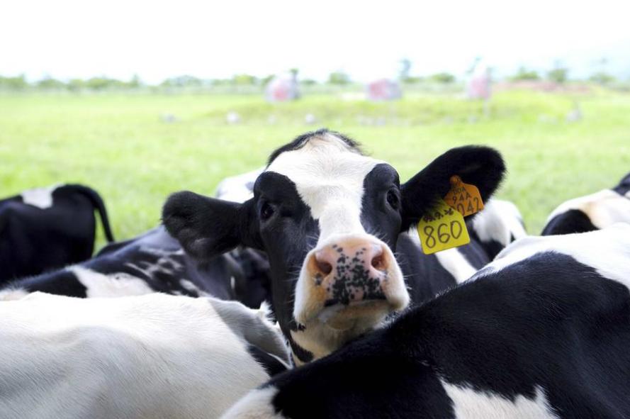 奶牛生完小牛掉胯怎么办,奶牛产完牛犊奶不多怎么回事