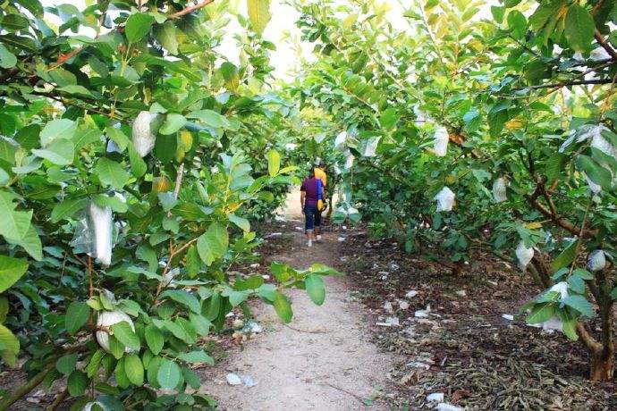 桃金娘科蒲桃属植物葡桃,桃金娘目千屈菜科植物