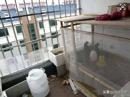 阳台只晒衣服要装地漏吗,阳台养鸡发酵床制作方法视频