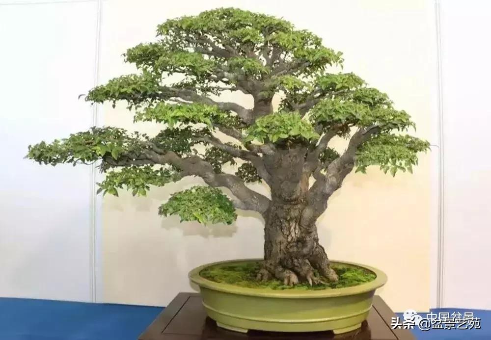 天生好养的36种盆景植物,什么植物盆景适合屋内养