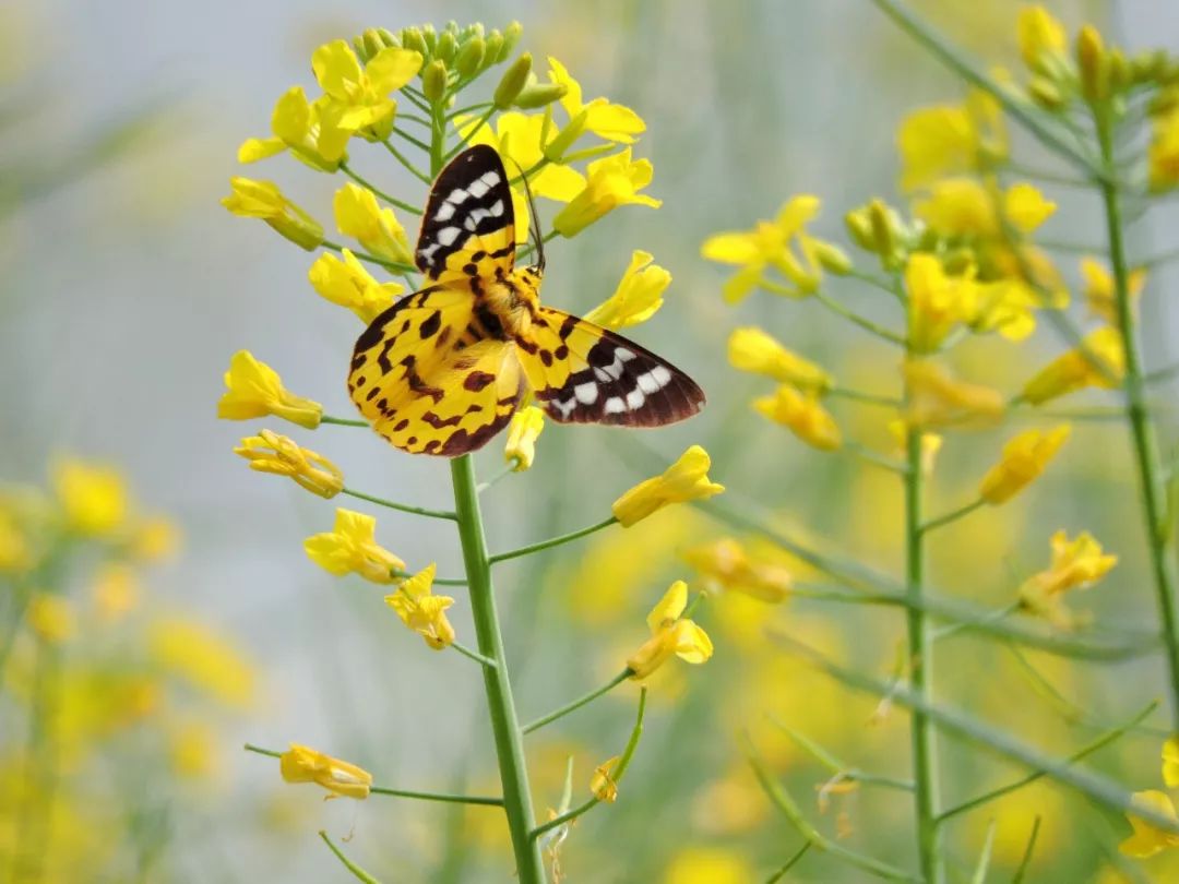 传说中的蛊虫真的有吗,传说中的扑棱蛾子