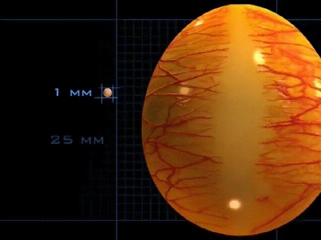 超生动|家禽生殖系统结构和禽蛋形成过程