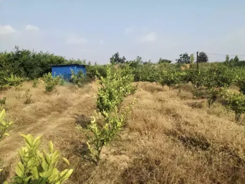 沙糖桔果地除草,沙糖桔园打除草剂