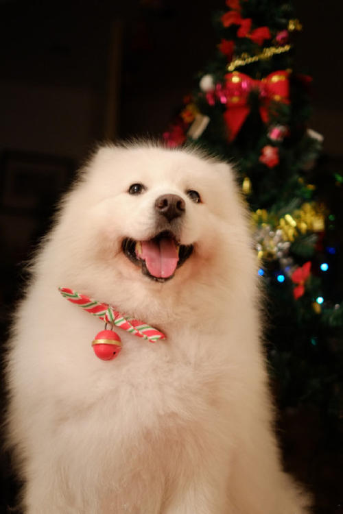 戈赞养边牧,戈赞养宠物视频