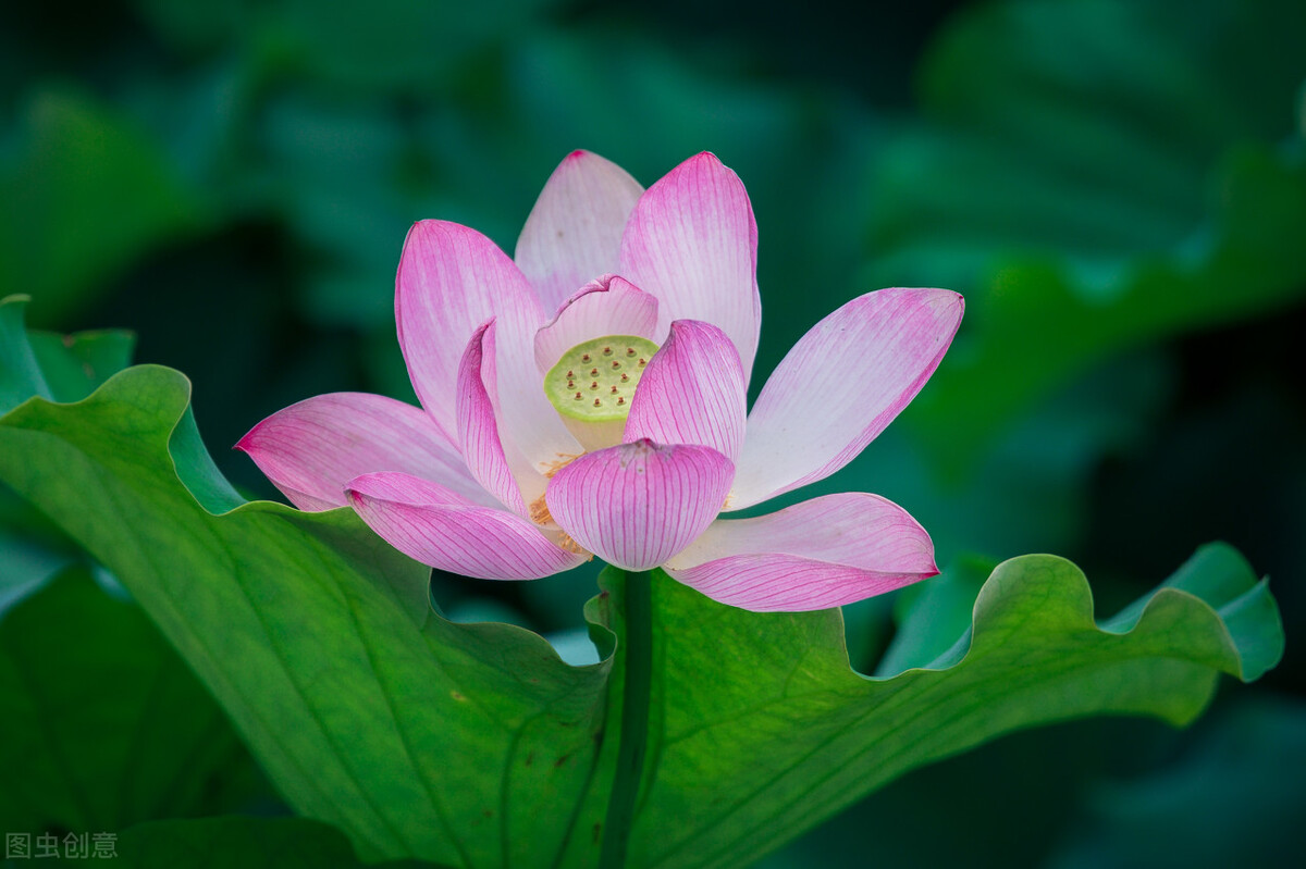 新手也能拍得好荷花摄影技巧,拍荷花的九个技巧
