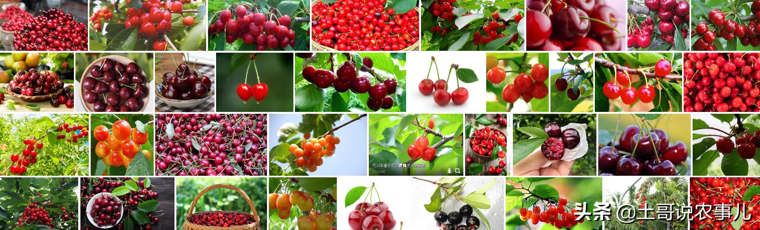 种甜樱桃的老农,利用残次品生产樱桃美酒,你也可以试试