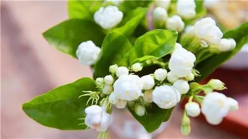 冬天植物被冻坏了怎么抢救,植物冻伤后怎么养