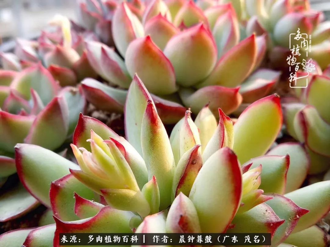 轻轻地告诉你,我的多肉也曾美过,不信你看看