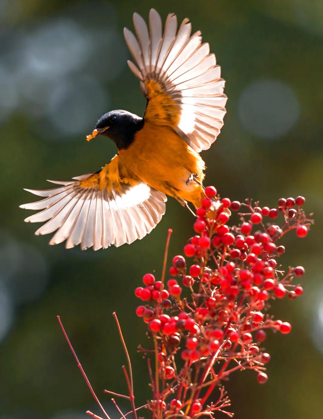 香港第14届全国摄影艺术展,第29届全国摄影艺术展览获奖名单
