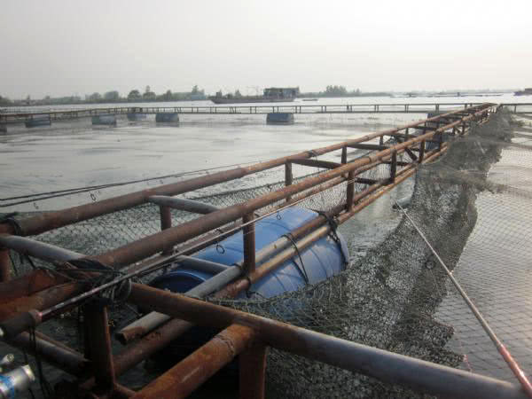 黑坑清江鱼钓鱼技巧和方法,网箱钓鱼技巧视频教程