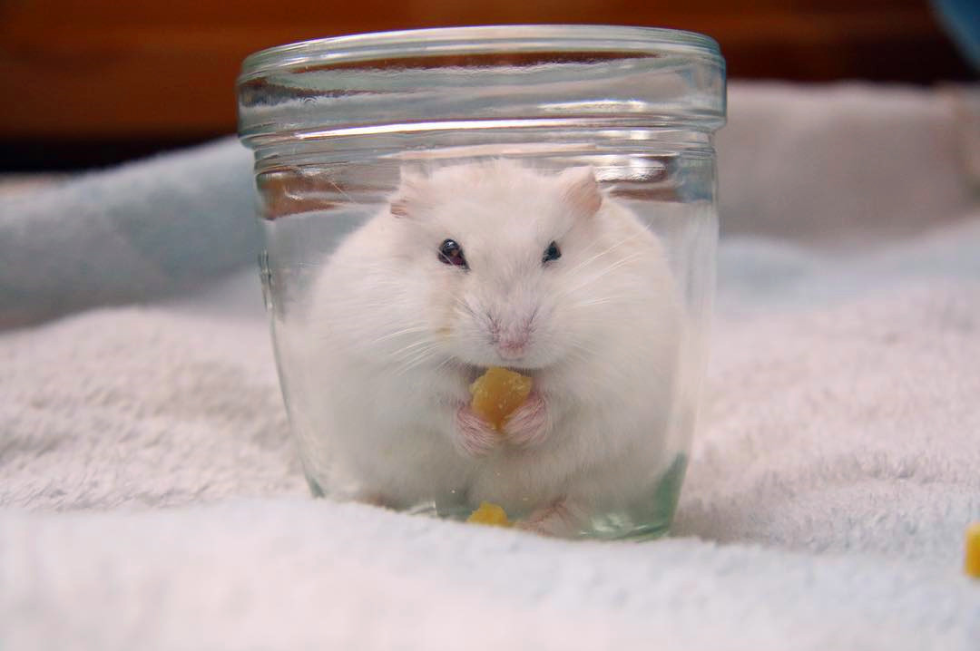 怎么养仓鼠仓鼠才跟你亲近,仓鼠怎么养才不咬人很粘人