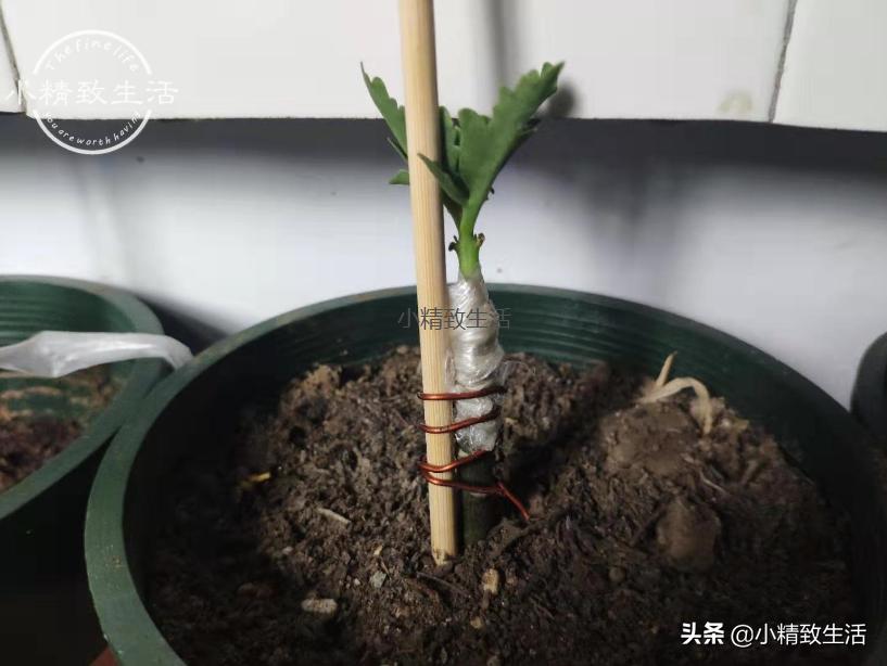 无根不死鸟嫁接长寿花教程,长寿花这样嫁接花期长还不会烂根