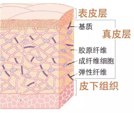 外油内干的皮肤需要怎样补水,皮肤干到掉皮如何快速补水