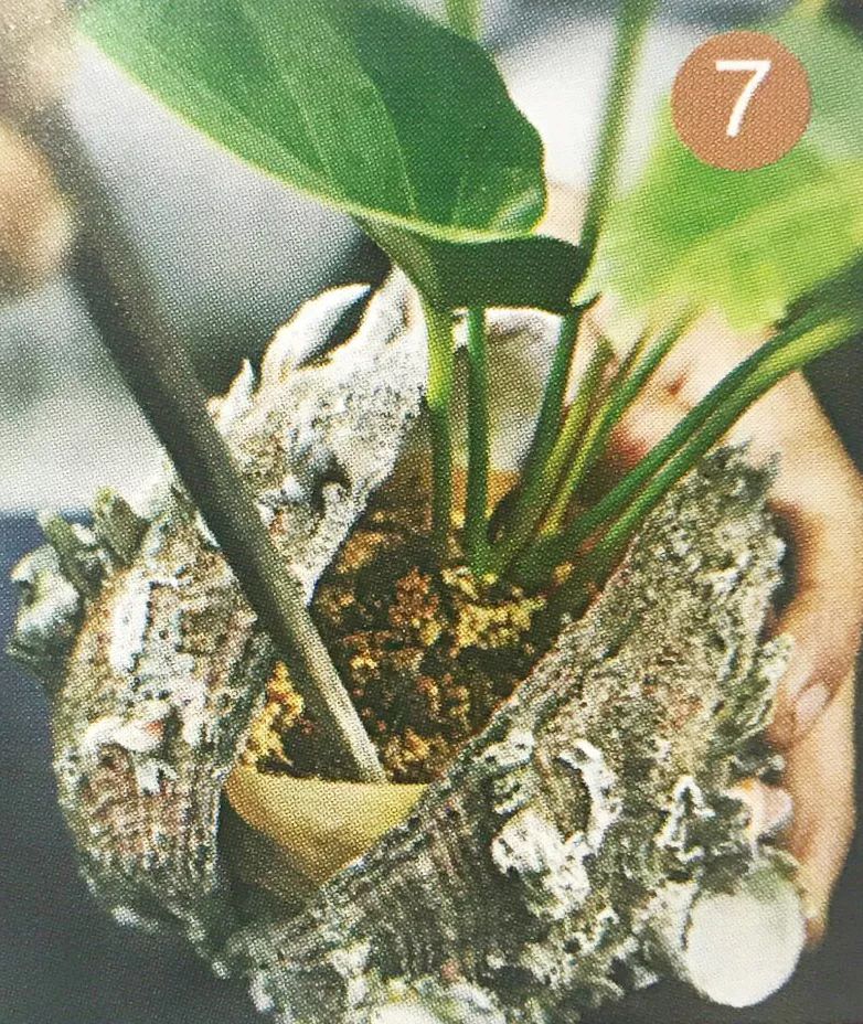 红心火鹤花盆栽,火鹤花盆栽