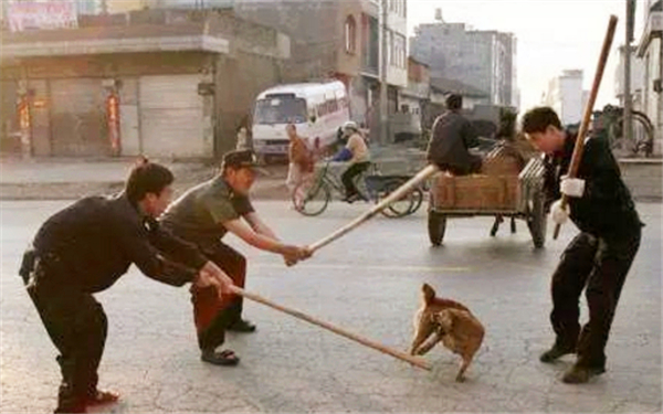 上世纪70年代打狗运动是怎么回事,上世纪打狗运动