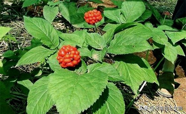 重茬烂根死苗病防治,中药材死苗烂根防治技术