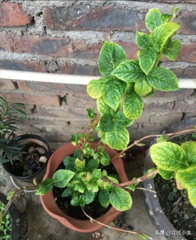 绣球花为啥不长花芽,绣球花不开花的原因和解决方法