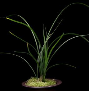 养兰花得雅趣,养兰知识大全