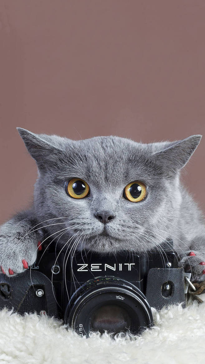 蓝猫五短三粗六圆,五短身材的猫好不好