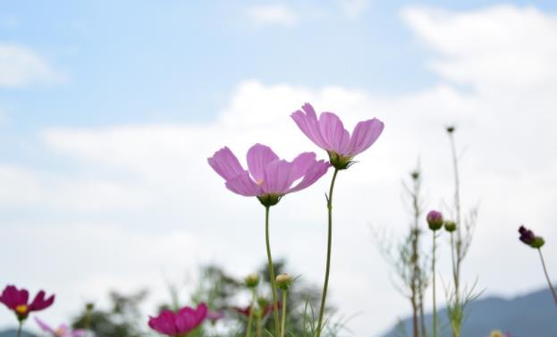真正的聪明人有这六大特征,真正聪明人心计有哪些