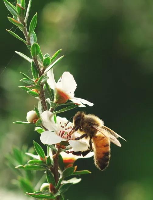 manuka蜂蜜等级适合人群,anuka蜂蜜怎么样